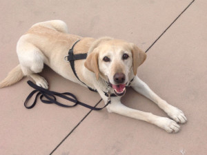 Do not fear the drug dog is here